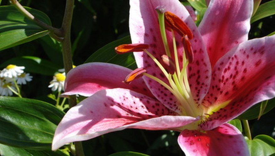 How to Grow Stargazer Lilies in Florida | Garden Guides