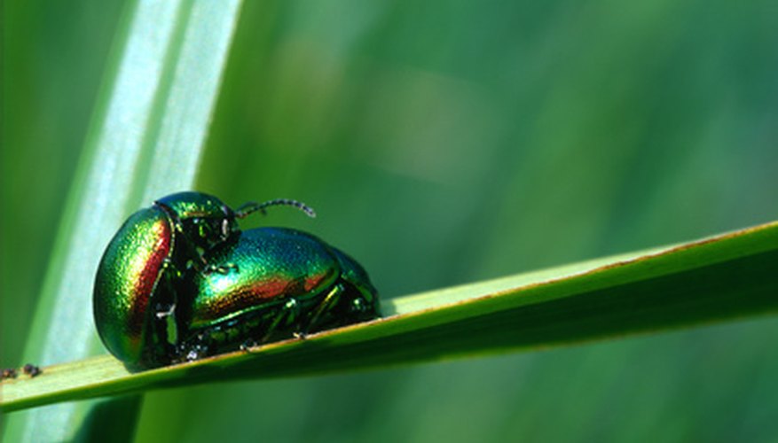 What Are the Treatments for Grubs Eating Zoysia Grass? | Garden Guides