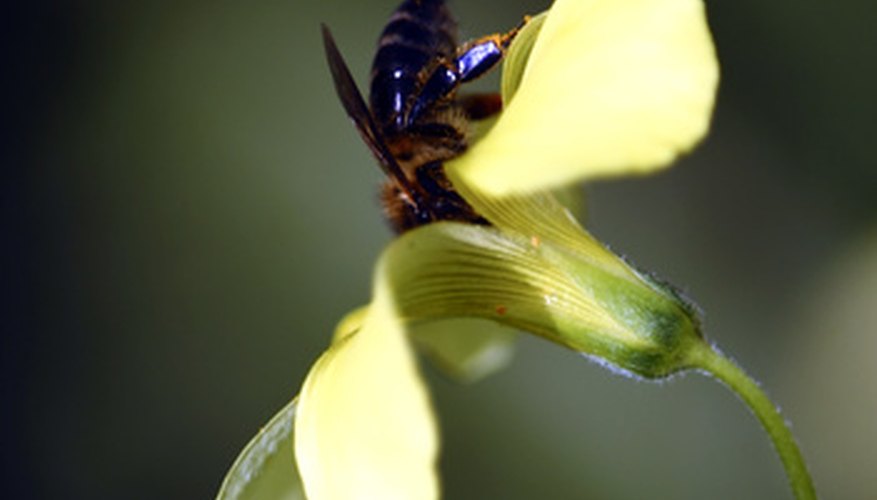 La función de las abejas es polinizar las plantas.