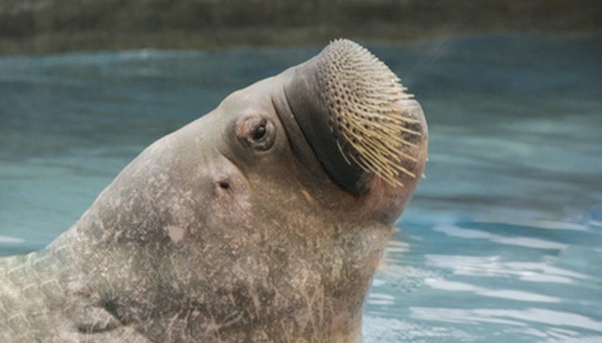 Photo Credit: walrus image by Daria Miroshnikova from <a href='http://www.fotolia.com'>Fotolia.com</a> Walruses are predominately found in the Arctic.