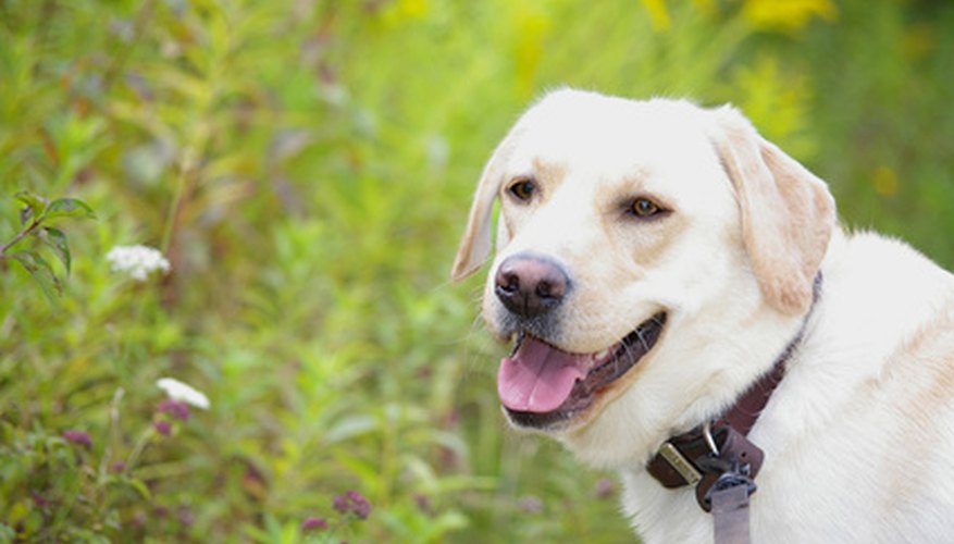 Photo Credit: Labrador image by Seb from <a href='http://www.fotolia.com'>Fotolia.com</a> Due to their intense desire to please, Labrador retrievers are among the breeds that often can serve as guide dogs.