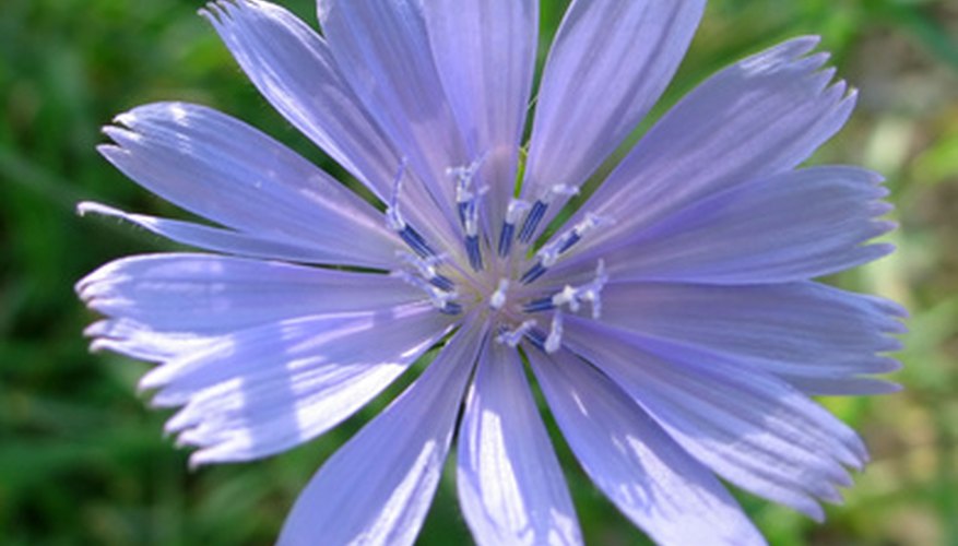 How to Identify Lawn Weed With Small Purple Flowers ...