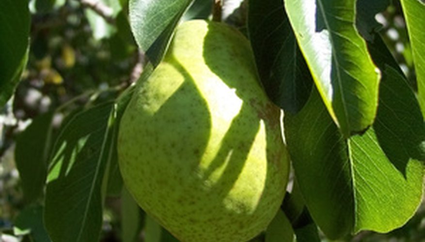 The Best Fruit Trees for Tennessee | Garden Guides