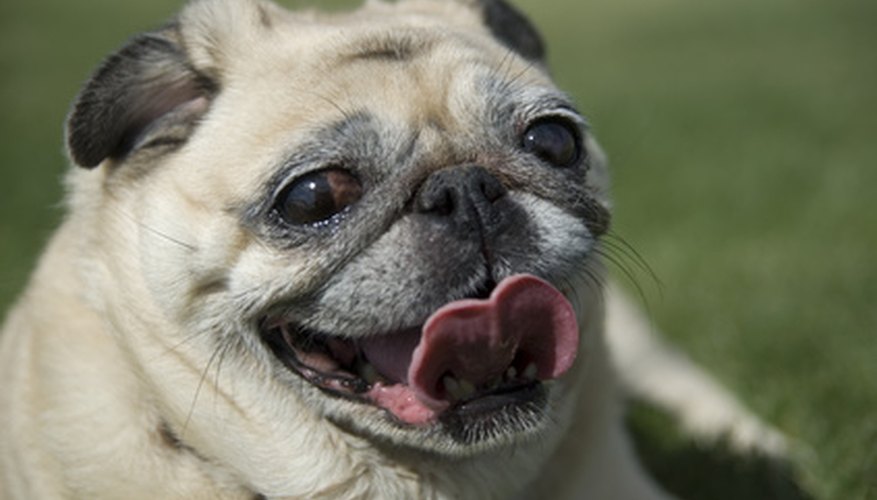 Photo Credit: happy fawn pug image by Paul Hill from <a href='http://www.fotolia.com'>Fotolia.com</a> Dogs with short muzzles cannot dissipate heat from their bodies as efficiently as those with longer muzzles.