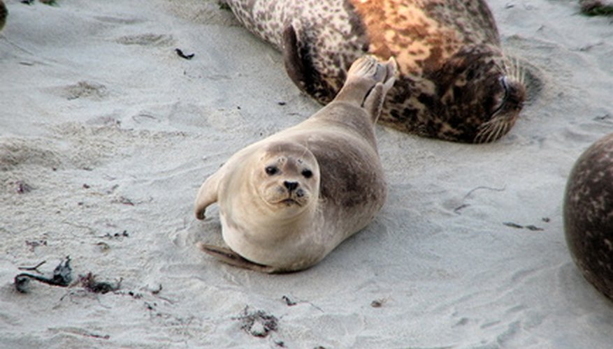 Photo Credit: seal image by Janet Wall from <a href='http://www.fotolia.com'>Fotolia.com</a> Seals are sometimes so light they are almost white in color.