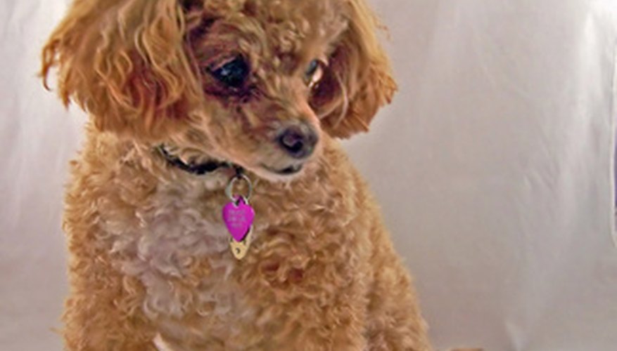 Photo Credit: poodle image by palms from <a href='http://www.fotolia.com'>Fotolia.com</a> There are breed-specific rescue organizations for most breeds.
