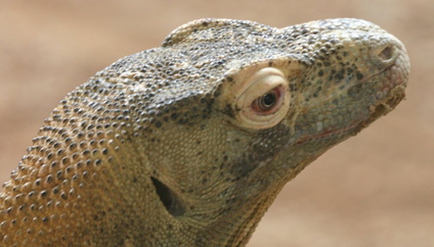 Existe un debate sobre si la mordida del dragón de Komodo es venenosa o no.