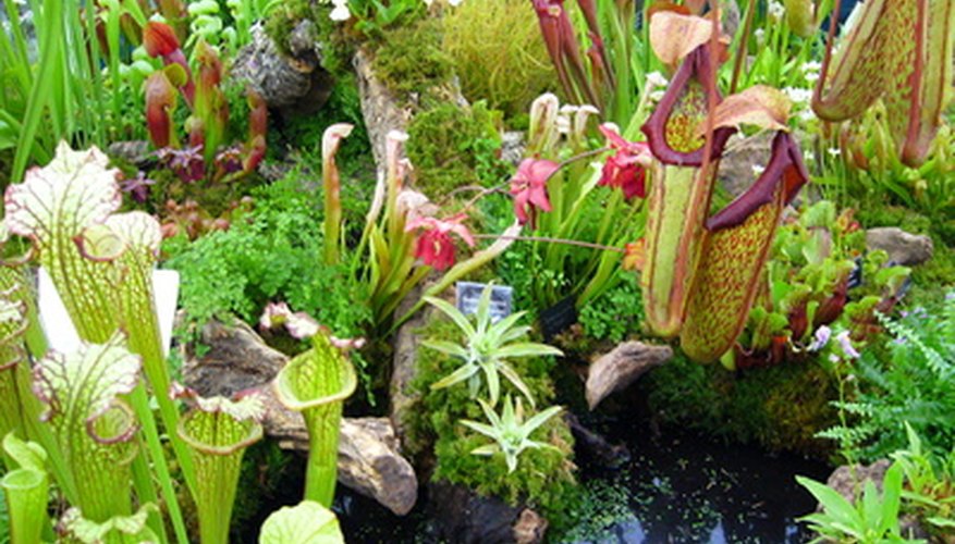 The Life Cycle of a Pitcher Plant | Garden Guides