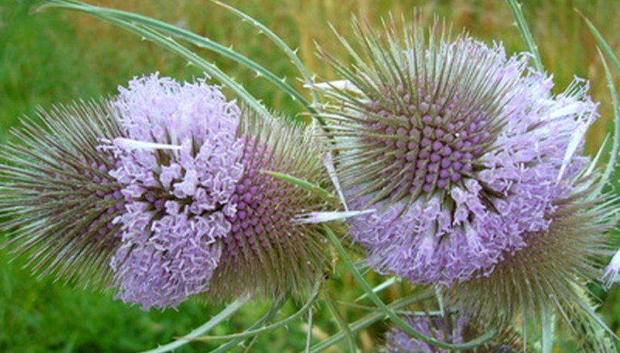 Five Plants That Live In The Grasslands