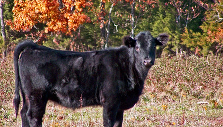 Una vaquilla F1 es una cruza entre una vaca angus negra y un toro Brahman gris registrado.