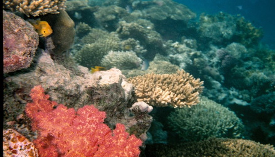 Los arrecifes de coral puede ser de colores vibrantes.