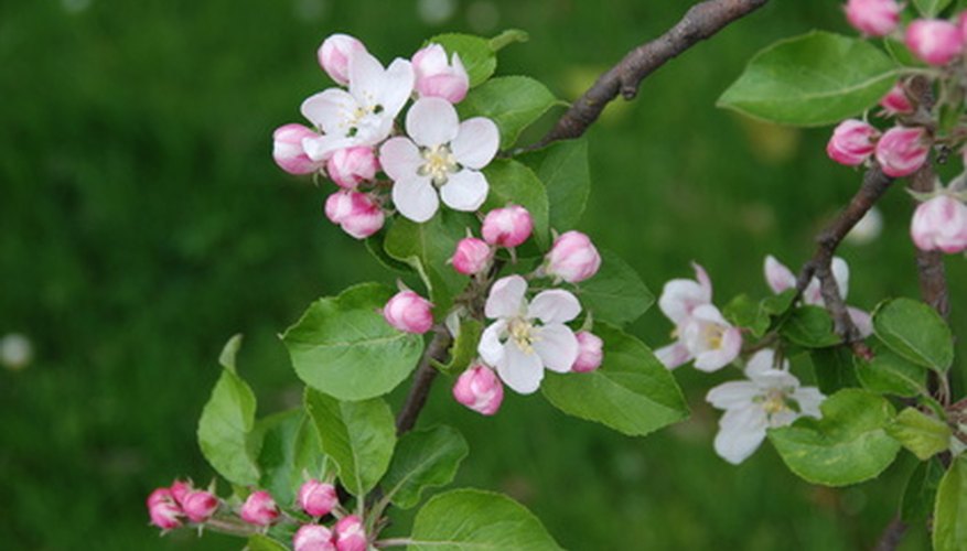 crabapple tree diseases fire blight