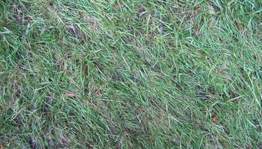 cover grass seed with grass clippings