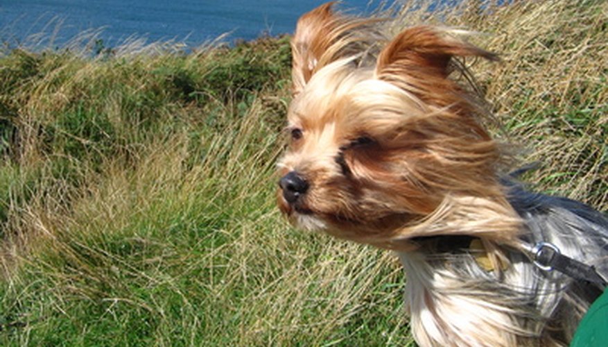 Photo Credit: windswept yorkshire terrier image by MichMac from <a href='http://www.fotolia.com'>Fotolia.com</a> Check your Yorkie's fur, ears and feet after a day outdoors.