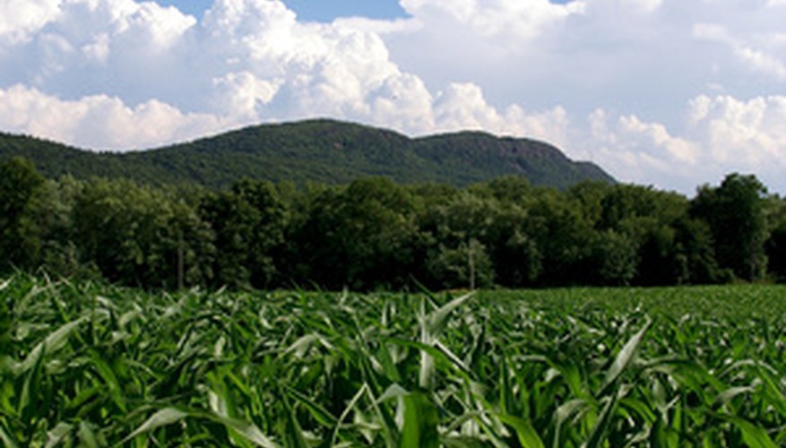 the-best-vegetables-to-grow-in-new-england-garden-guides