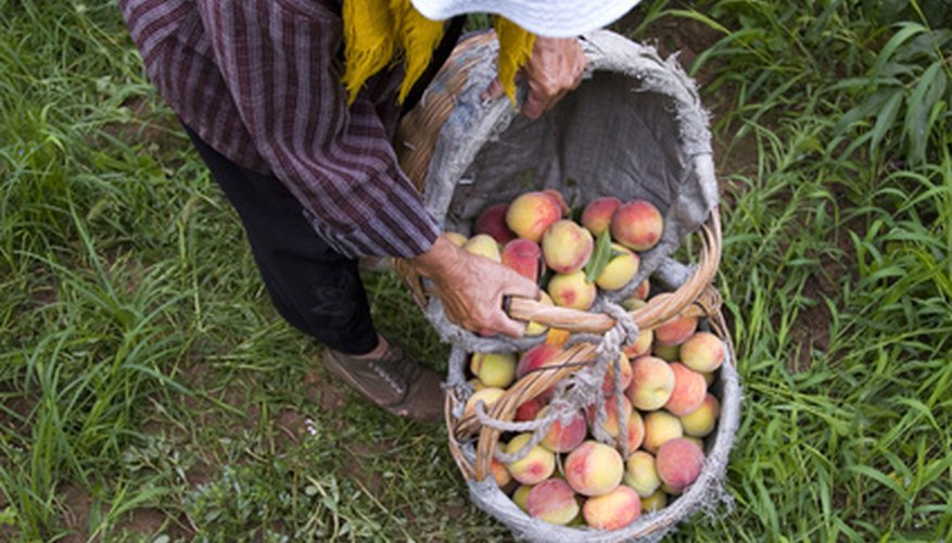 Fruit Tree Problems: Trees Do Not Bear Fruit | Garden Guides