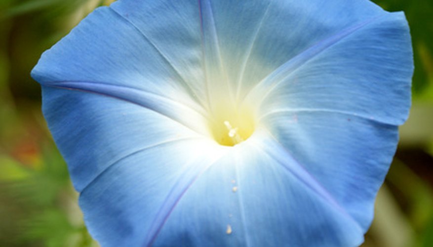 Blue Flower Identification | Garden Guides