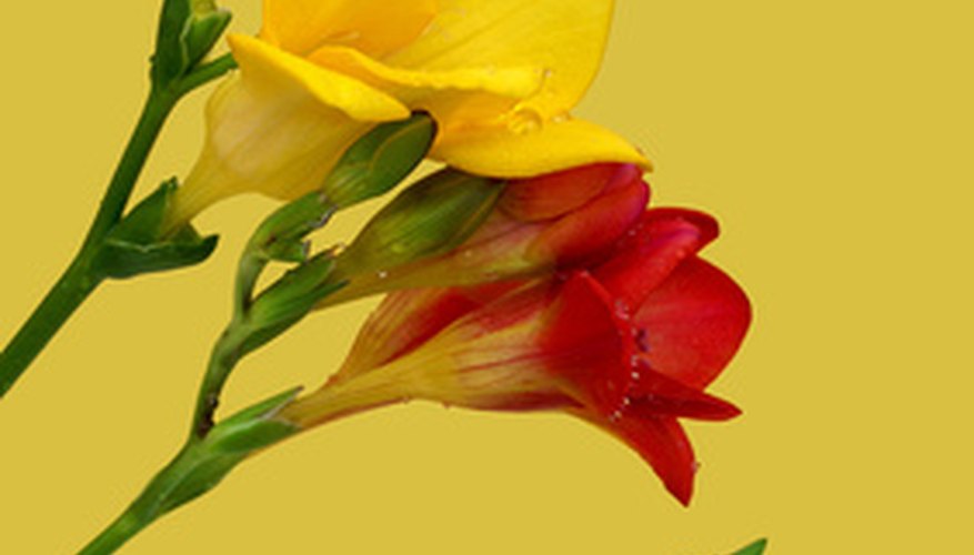 What Is the Meaning of the Freesia Flower? | Garden Guides