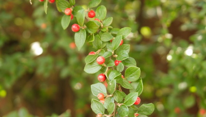Shrubs That Stay Green All Winter Garden Guides