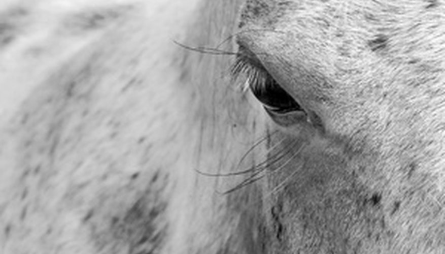 Travel by horse was a luxury during the Iron Age. Travel by horse was a luxury during the Iron Age.