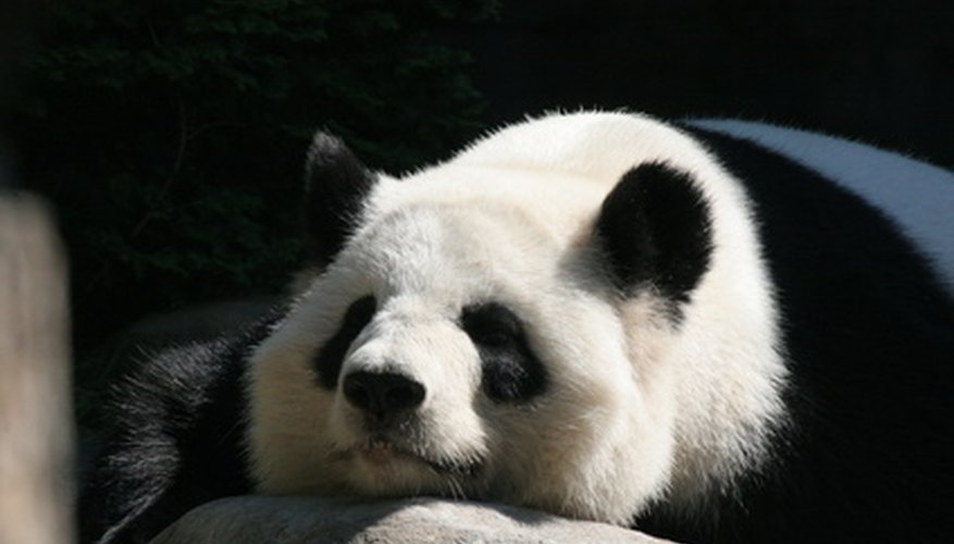 Panda.