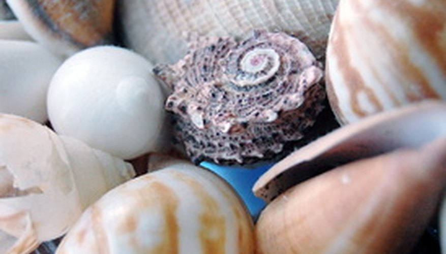 Photo Credit: shells image by JASON WINTER from <a href='http://www.fotolia.com'>Fotolia.com</a> Some of the world's best shell hunting is found on Sanibel Island.