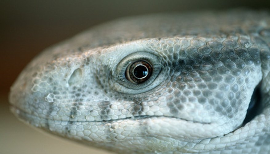 Los reptiles tienen sistemas respiratorios únicos.