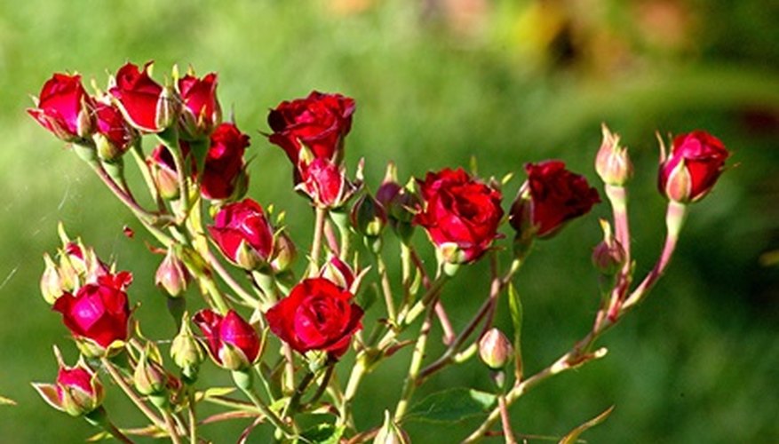 Climbing Roses That Bloom All Summer | Garden Guides