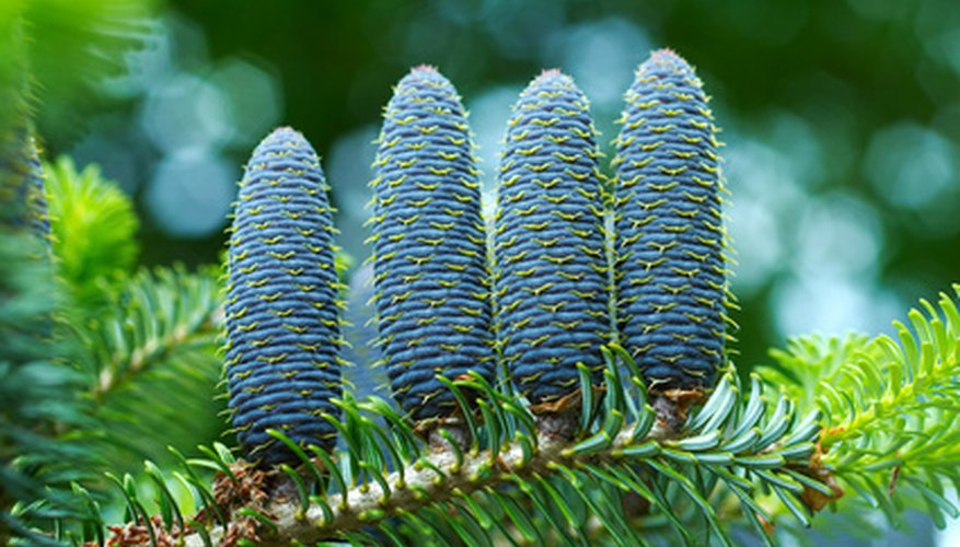 Different Kinds of Tree Cones | Garden Guides