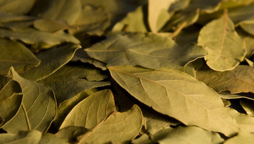 bay leaf in spanish