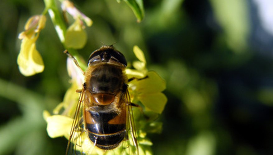 Utiliza repelentes contra los ataques de insectos.