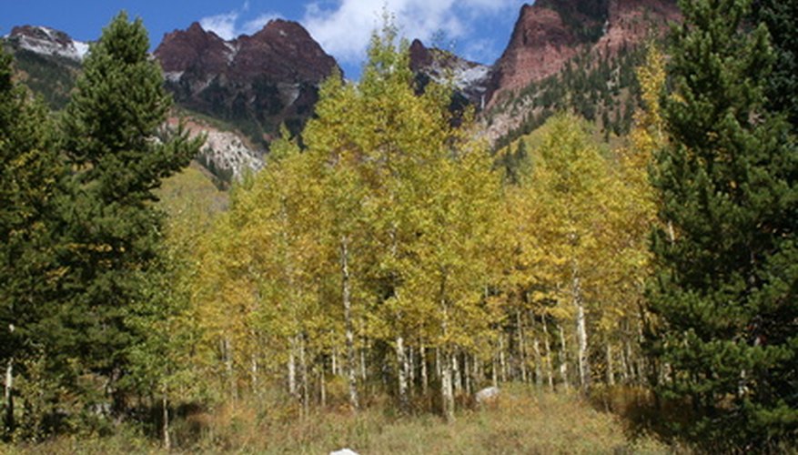 aspen trees aspen trees