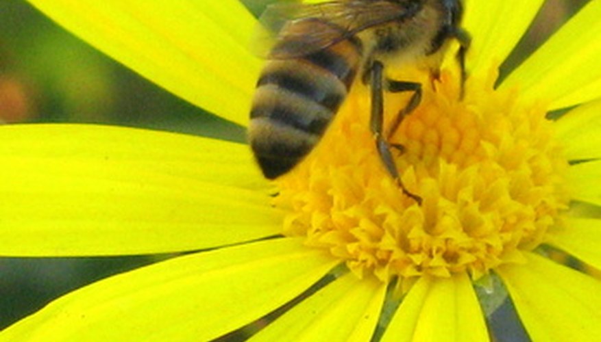 What Types of Insects Do Brightly Colored Flowers Attract? Garden Guides