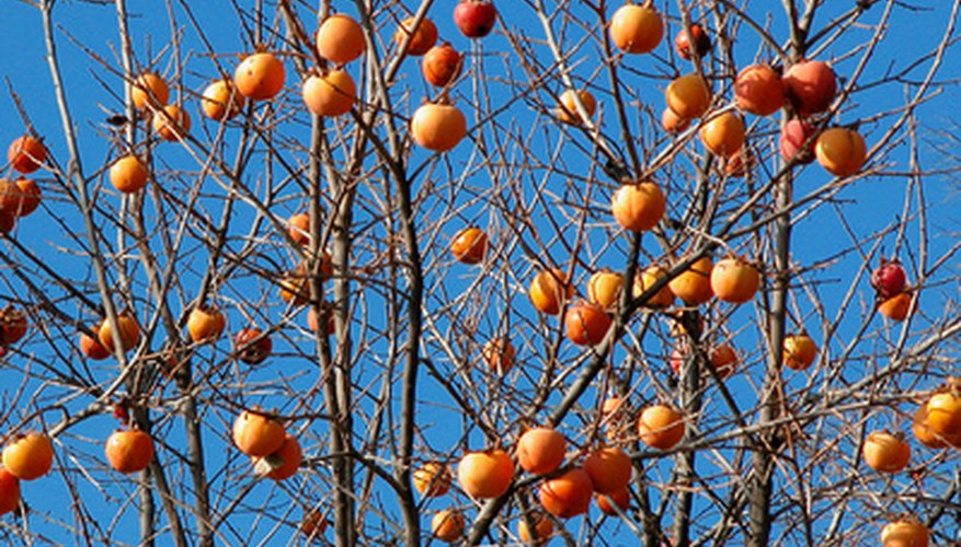 Diseases of the Persimmon Tree | Garden Guides