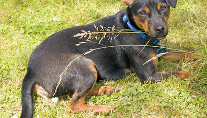 Pet Friendly Lawn Fertilizer - Using pet safe fertilizer for lawns and gardens. | BestPhotosShip