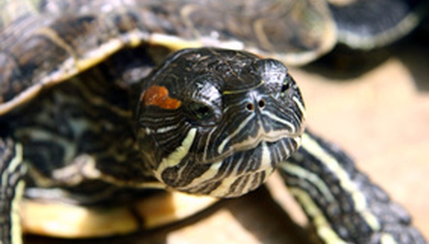 Reproducción de las tortugas