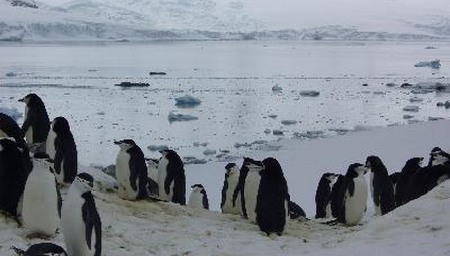 Los animales que habitan en el Polo Sur incluyen pingüinos, focas, ballenas y aves.