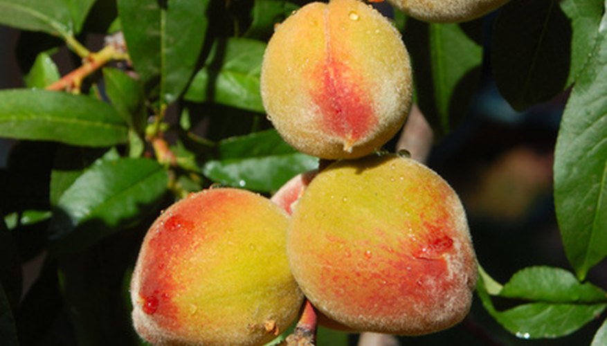 How to Grow Fruit Trees in Coastal North Carolina | Garden ...