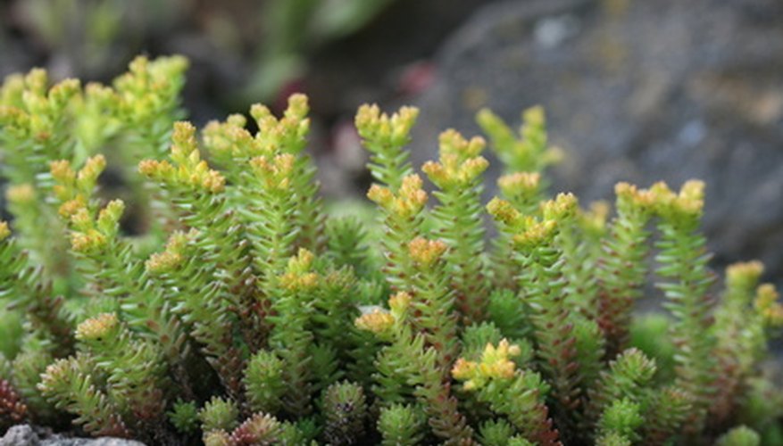 Types of Sedum | Garden Guides