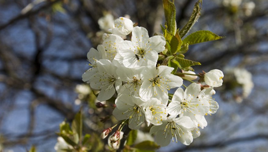 Dwarf Cherry Tree Diseases 