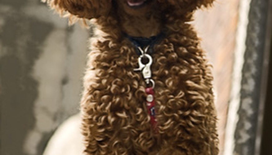 Photo Credit: Pudel image by Angelika Bentin from <a href='http://www.fotolia.com'>Fotolia.com</a> Often a pampered pet, the poodle is actually a tough and intelligent hunting dog with great versatility as a working dog. .