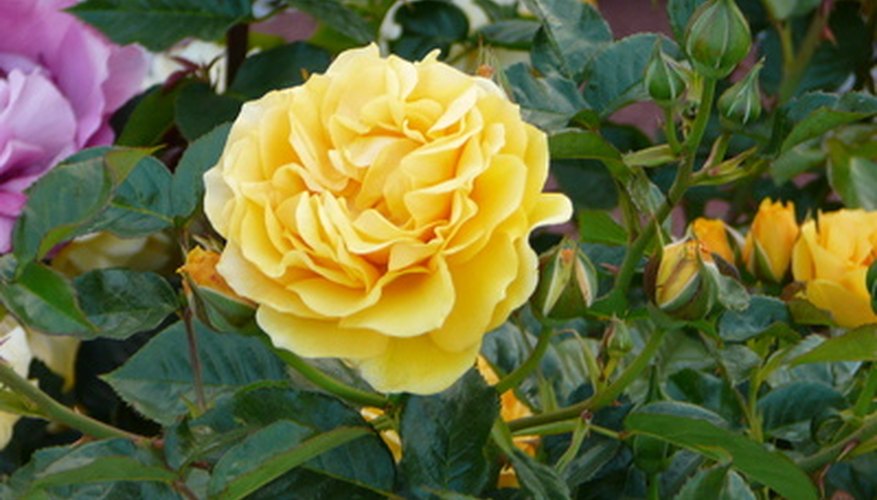 Rose Care Tips | Garden Guides