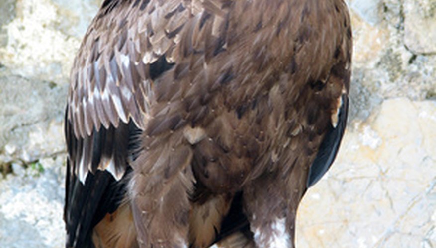 What Do Jaguars Eat >> Life Cycle of the Golden Eagle | Sciencing What Do Jaguars Eat >> Life Cycle of the Golden Eagle | Sciencing
