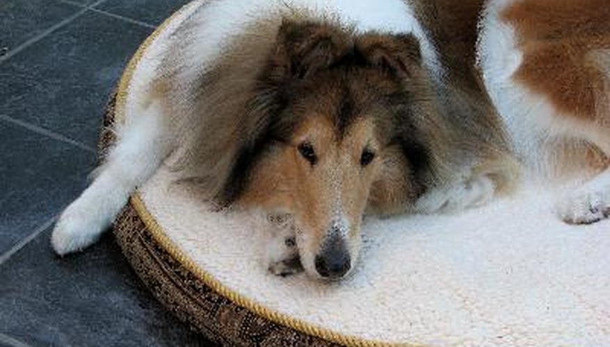 Photo Credit: Collie Dog on Dog Bed image by Janet Wall from <a href='http://www.fotolia.com'>Fotolia.com</a> A peaceful environment helps your dog feel safe and relaxed.