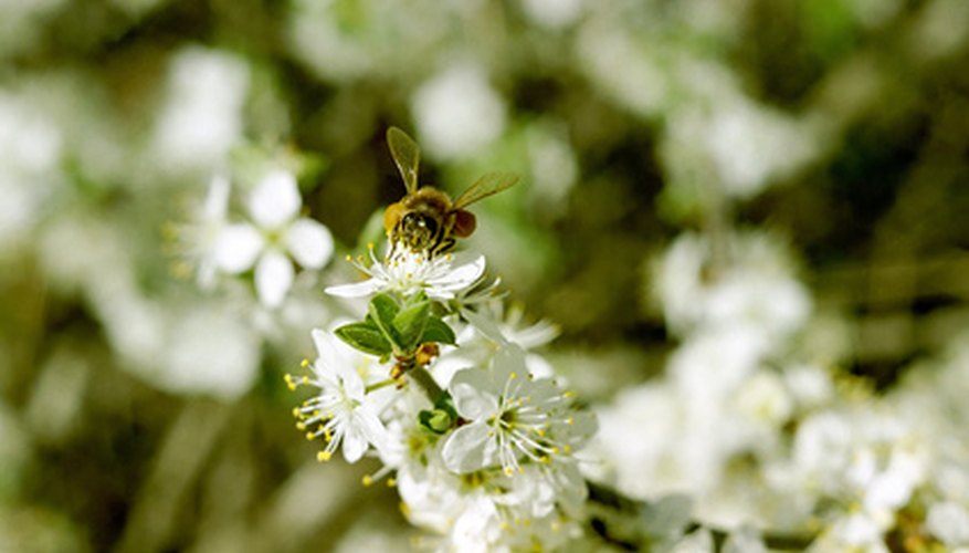 Flowering Trees For Ohio | Garden Guides