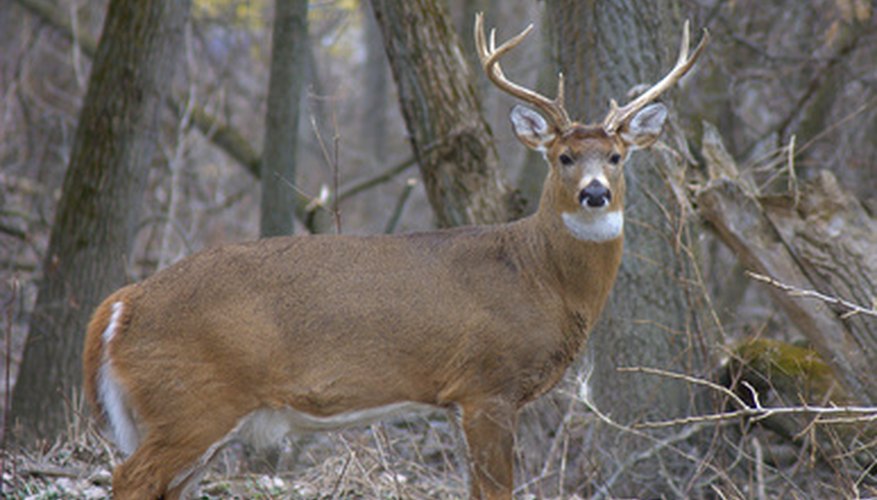 How to Make a Cheap Deer Hunting Blind