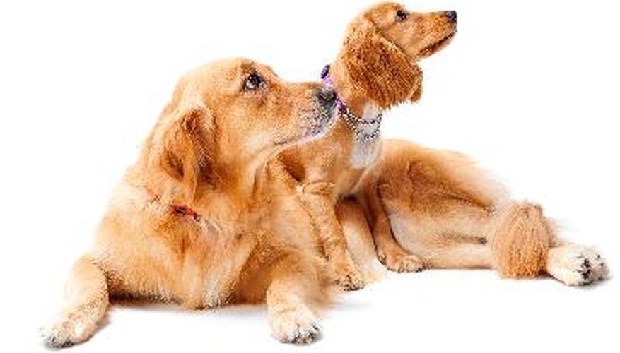 Los perros pueden superar la separación de su compañero con mucho amor y atención.