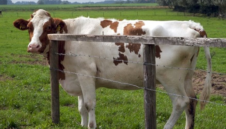 Las vacas Ayrshire son una raza lechera popular.