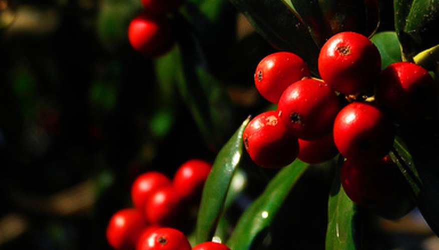 Types of Holly Bushes | Garden Guides