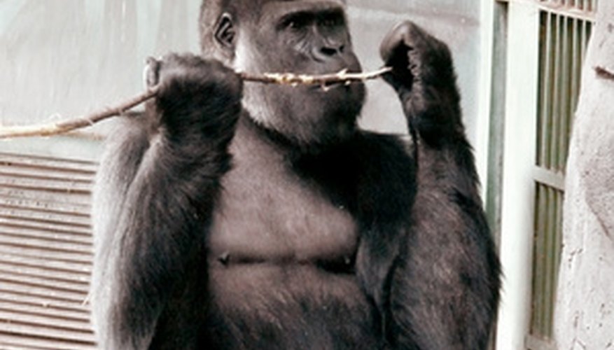 El zoólogo es un promotor de la conservación de los animales.